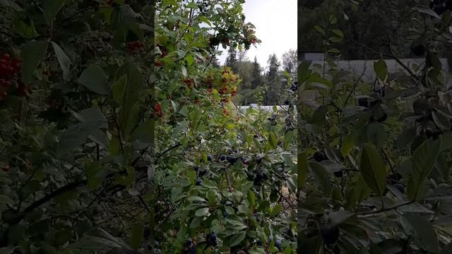 #удмуртия #погода #ижевск #дача #калина #тёрн #лес #природа смотреть онлайн