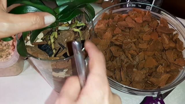 Посадка Орхидеи в Закрытую Систему | Ascps. Irene Dobkin | Ирэн Добкин смотреть онлайн