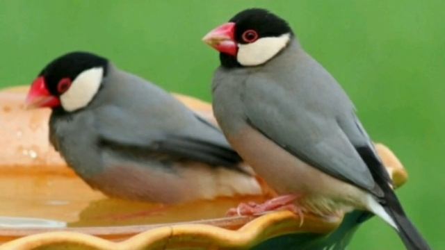How to find differences between male and female java finches |tamil| смотреть онлайн