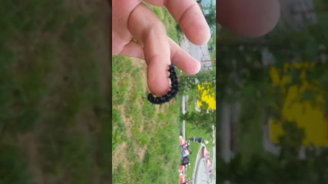 черная гусеница с шипами смотреть онлайн