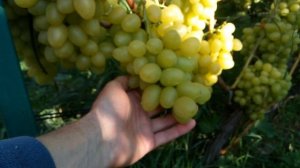 Виноград АРКАДИЯ 2021года.
