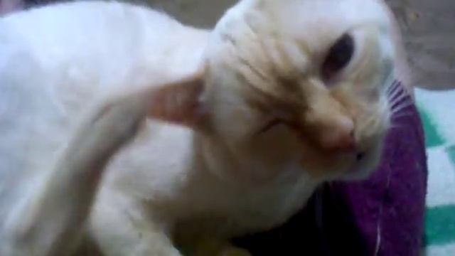 Кот ухо чешет смотреть онлайн