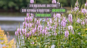 Это идеальное растение для клумбы в полутени - Физостегия (Physostegia)?
