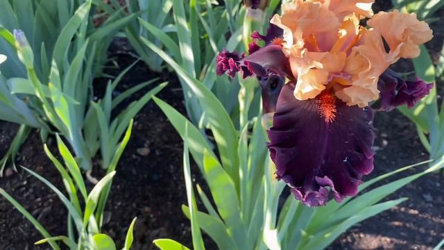 Ирис  Toronto (Торонто)