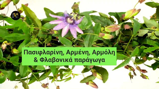 Η Ρολογιά Καταπραΰνει Αγχος & Αϋπνία смотреть онлайн