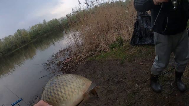 Ловля сазана весной. Супер приманка на сазана!!! смотреть онлайн