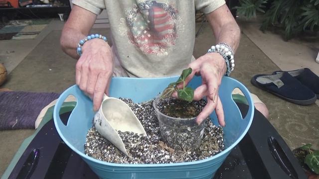 Potting up 3 Anthurium Cross Seedlings with Cheyenne... lol смотреть онлайн