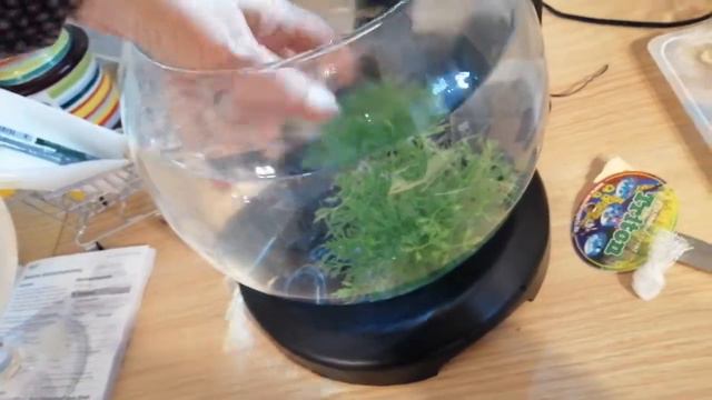 Аквариум для петушка смотреть онлайн