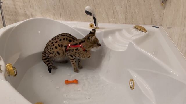 Домашний сервал в ванной 🛁 serval cat meow смотреть онлайн