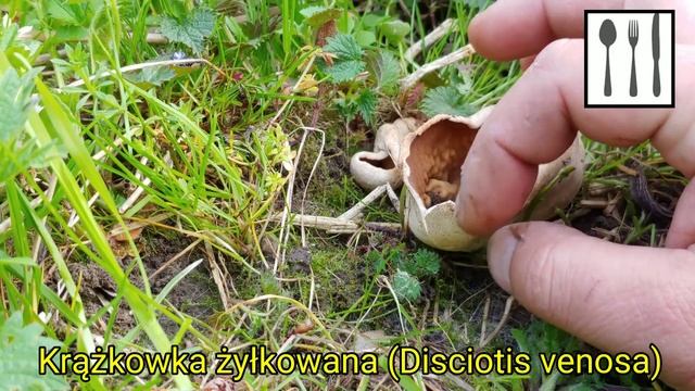Krążkowka żyłkowana (Disciotis venosa) Czechy смотреть онлайн