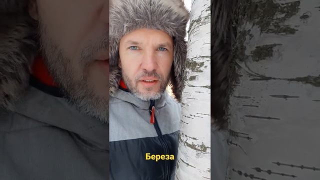 Зачем берёзе черные полоски? смотреть онлайн