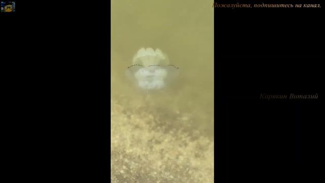 Отдых, Ейск, Таганрогский залив, отель Астерия. смотреть онлайн