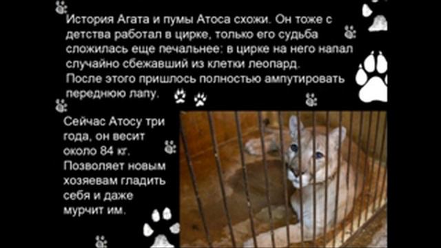 Томский зоопарк смотреть онлайн