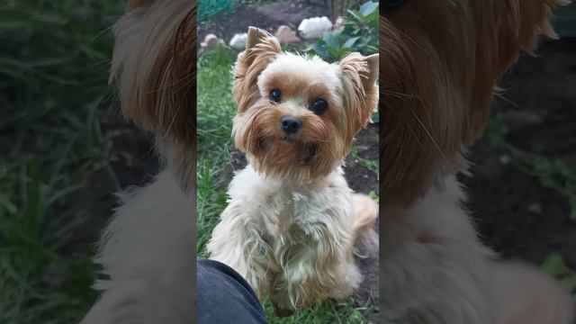 Голддаст йорк - золотой йорк. смотреть онлайн