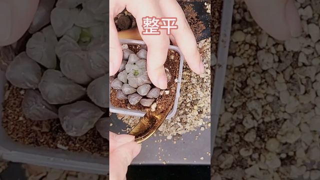 多肉植物換盆 | 冰燈玉露 Succulent Haworthia cooperi Repot Succulent #succulent #plants смотреть онлайн