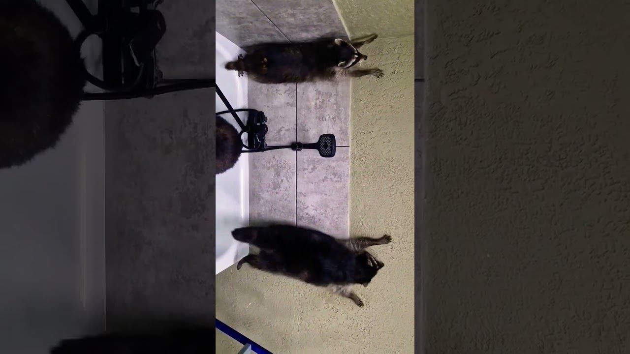 ▷Дуэт Енотов◁ смотреть онлайн