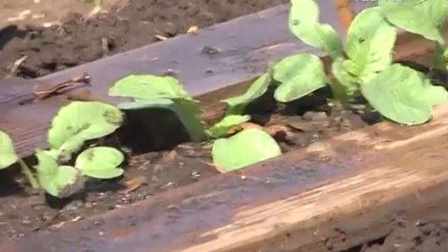 Дачные советы 11.08.2016. Дайкон, морковь, многолетние цветы смотреть онлайн