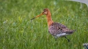 Голоса птиц: большой веретенник, или болотный кулик