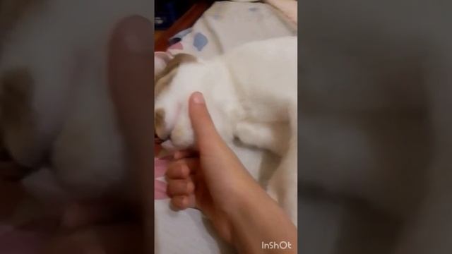 как малинка делоет вибор смотреть онлайн