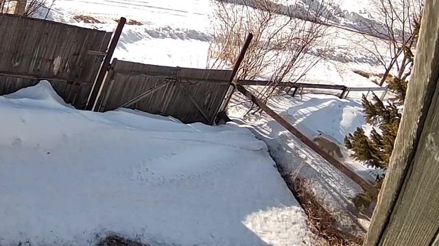 Лиса пришла на дачу смотреть онлайн