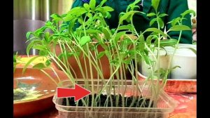 Лучшее решение для уже вытянувшейся рассады помидор! Рассада вытянулась что делать?