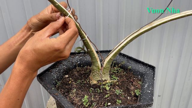 Thử tạo dáng cây hoa sứ Bonsai | How to bend Adenium bonsai at home смотреть онлайн