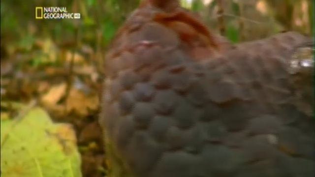 Самые ядовитые и опасные змеи на земле смотреть онлайн