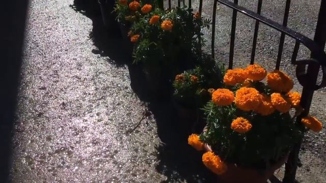 Moving The Plants From Radharani's Garden