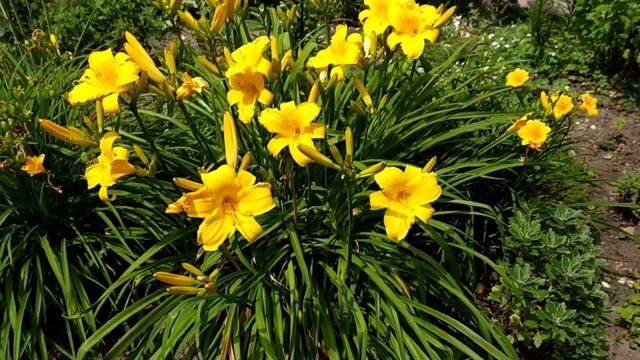 Лилейники в моём саду . смотреть онлайн