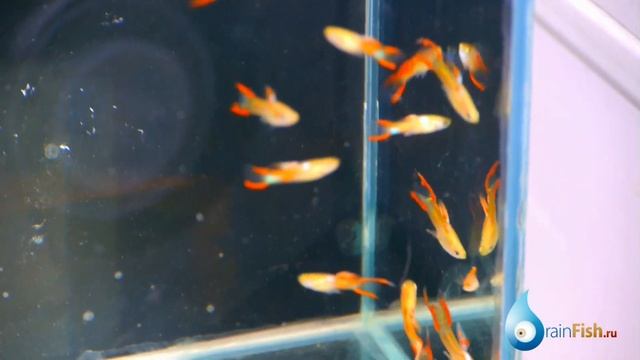Гуппи эндлера красно-золотой - Guppy Endler Red Gold Males