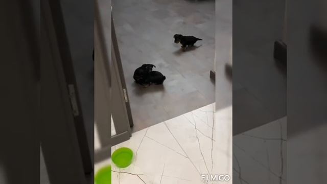 Йорки, 4 щенка, у нашей собачки Сары. Милахи! смотреть онлайн