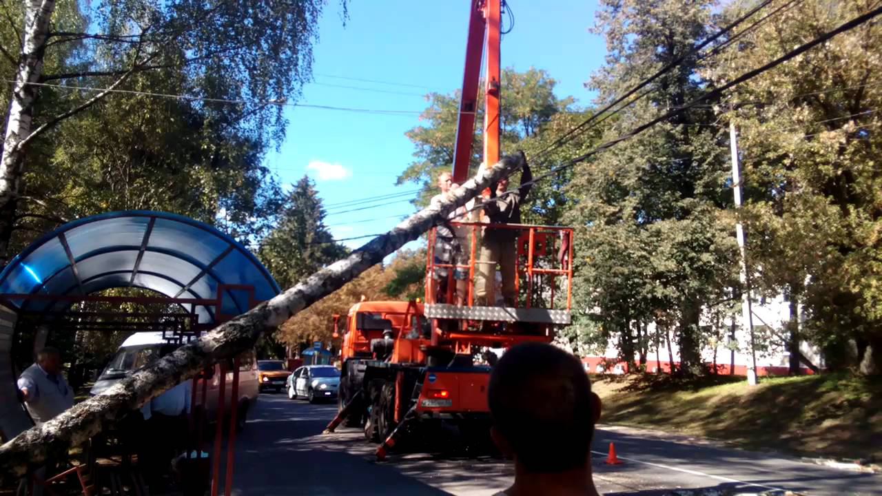 В Новозыбкове на провода упало дерево. 07.09.2016 г. смотреть онлайн