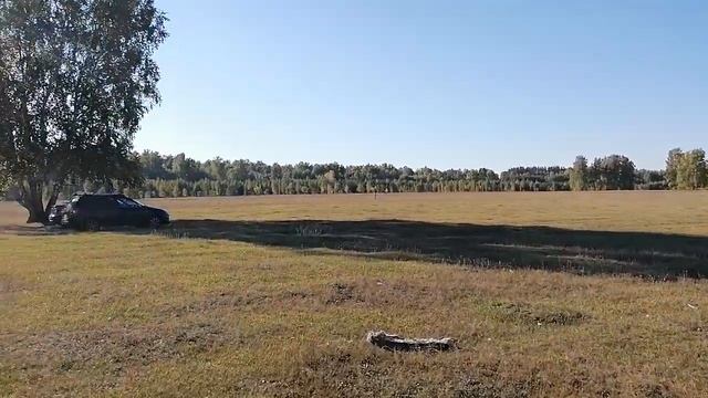 Запуск курсинг - Машины. Русские псовые борзые и уиппеты ждут свой забег в тени под березками. смотреть онлайн