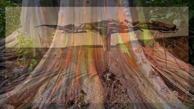 Уникальные деревья мира. смотреть онлайн