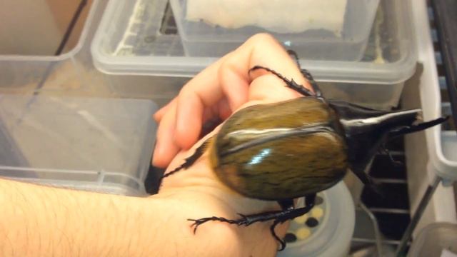 Handling A HERCULES Beetle! | Dynastes Hercules