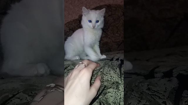 Котенок по имени Айс ? Смешные коты и животные. колыбельная кошки.