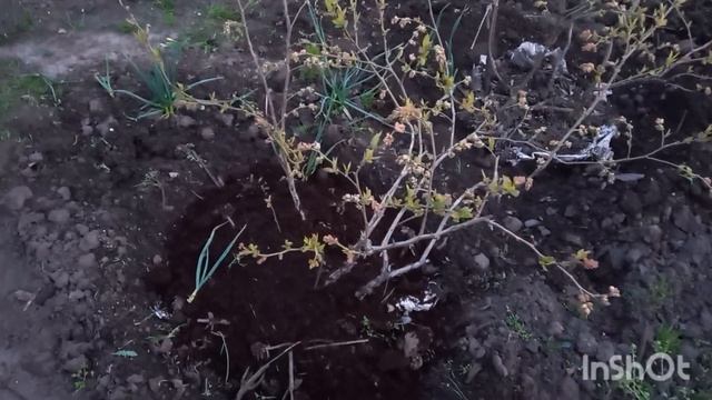 "Провалился" куст голубики. Что делать?Спасаем. смотреть онлайн