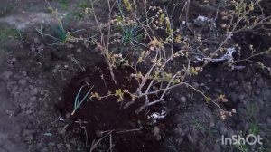 "Провалился" куст голубики. Что делать?Спасаем.