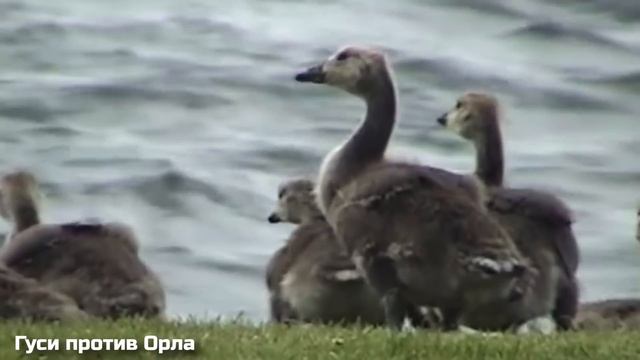 Матери в Деле / Как Самки Животных Защищают Детенышей смотреть онлайн
