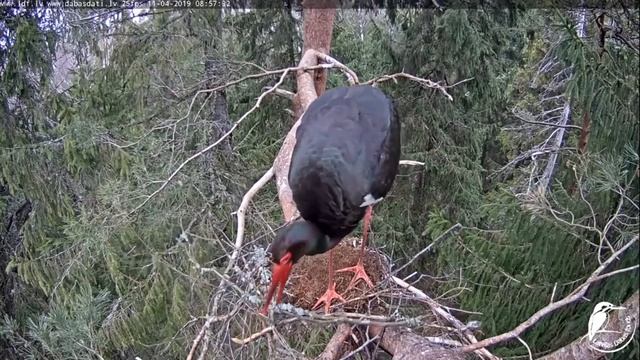 LDF Melnais stārķis~Male is rebuilding the nest ~8:47 to 9:11 AM 2019/04/11 смотреть онлайн