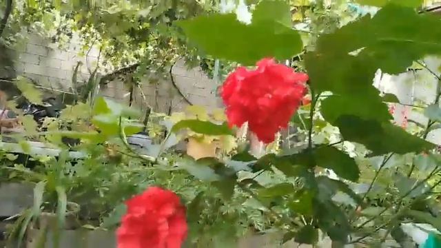 Китайская роза. Красная махровая. смотреть онлайн