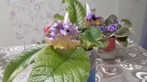Стрептокарпус DEM- ПЕСКИ ВРЕМЕНИ