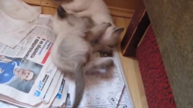 сиамские котята дерутся смотреть онлайн