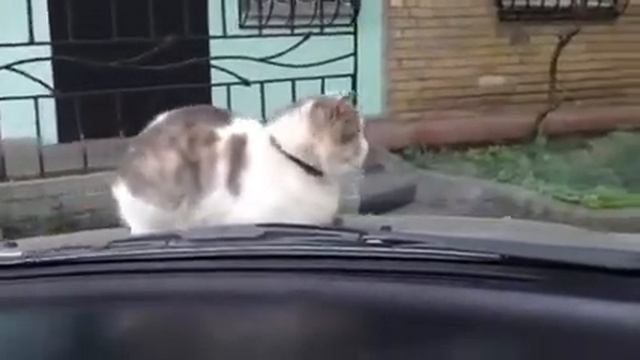 Котэ автомобилист смотреть онлайн