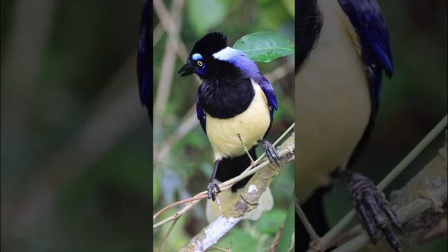 Плюшевоголовая разноцветная сойка смотреть онлайн