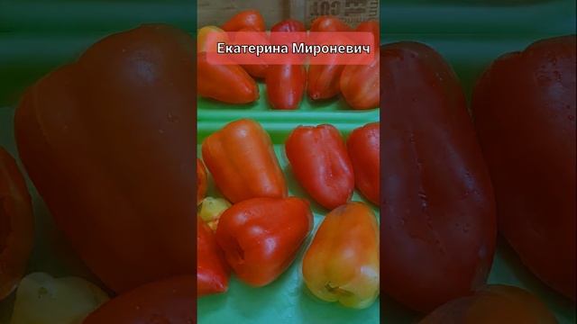 Замораживаем болгарский перец на зиму! Как заморозить перец! Екатерина Мироневич Вкусные Рецепты! смотреть онлайн
