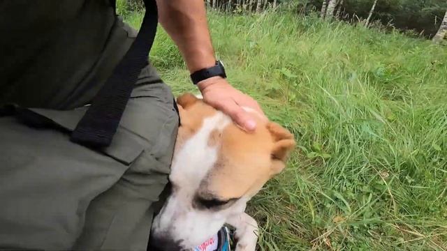 Приюты для домашних животных в России.Волонтеры и как любить животных,больше чем людей. смотреть онлайн