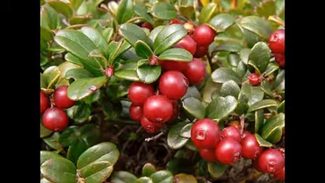 Кулинарные Угощения для Гостей