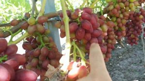 ВИНОГРАД   БОГЕМА   2020г.