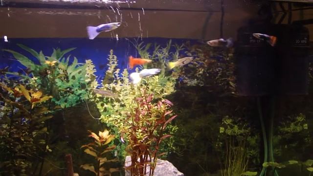 AQUARIUM DSC-HX1 смотреть онлайн